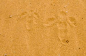 성체와 어린 개체의 발자국