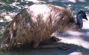 동물원에서 땅에 앉아 있는 에뮤