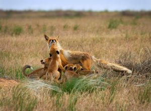 붉은여우는 초원 서식지에 자주 둥지를 틀며, 초원수리와 여우는 서로를 위협하는 것으로 알려져 있다.