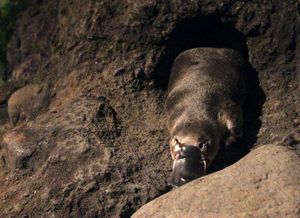 토굴 속의 오리너구리