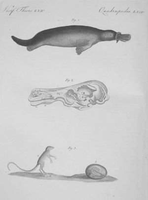 1798년 독일에서 출판된 어린이용 그림책에 묘사된 오리너구리