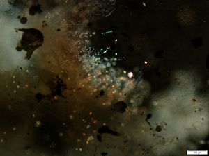 현미경으로 본 자몽의 곰팡이