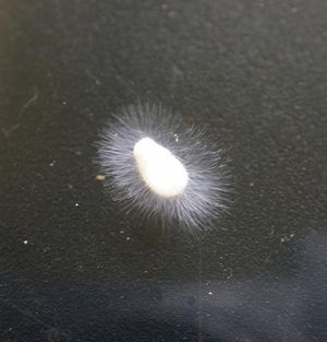 하천에서 분리한 아클리아속 sp.(사프롤레그니알레스)의 배양