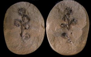 Crossotheca hughesiana 키드스턴, 중기 펜실베이니아기, 영국 더들리 근처 코즐리. 압착 (in situ)된 광물화로 보존된 리기노프테리데안 꽃가루 기관. 케임브리지 세지윅 박물관 소장.