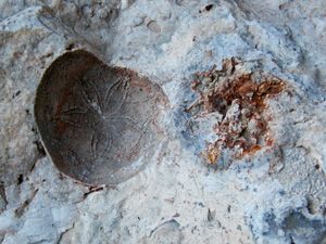 몰드형(왼쪽)과 캐스트형(오른쪽)의 성게 화석