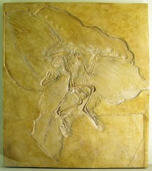 베를린 표본의 [[Archaeopteryx lithographica|아르카이옵테릭스 리토그라피카]]