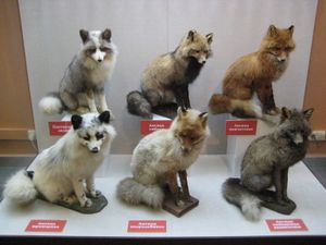 여러 가지 붉은여우 색 변이