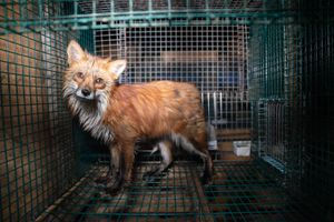 핀란드 뵈뢰의 모피 농장에 있는 붉은여우