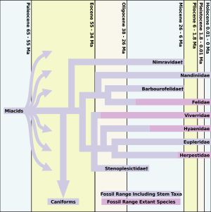 고양이아목 진화 계통도