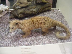 Two-spotted palm civet