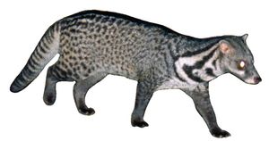 Malay civet