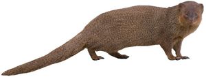 Small asian mongoose