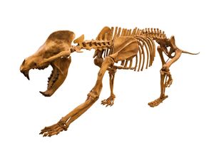 암피키온(Amphicyon ingens)