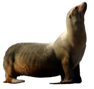 캘리포니아바다사자