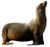 California sea lion