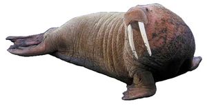 태평양바다코끼리