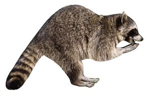 아메리카너구리