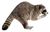 Common raccoon