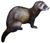 European polecat