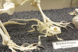 뼈 박물관(Museum of Osteology)에 전시된 수염도마뱀(Pogona) 골격