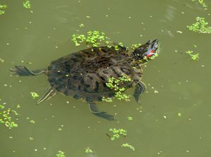 붉은귀거북(Red-eared slider)이 공기를 들이쉬는 모습