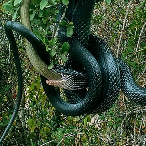 도마뱀붙이류(Dolichophis jugularis)가 도마뱀붙이를 잡아먹고 있다.
