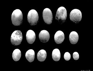 플레시오사우루스의 위석