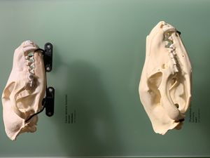 주머니늑대 두개골 모형(아래)과 코요테 두개골(위), 로열 티렐 고생물학 박물관.