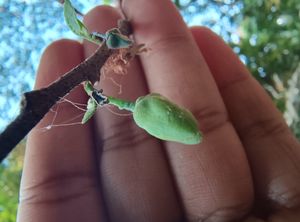 아노나 레티쿨라타의 꽃봉오리