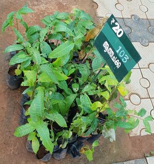 인도의 어린 나무