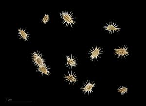 Daucus carota subsp. maximus의 씨앗 – MHNT