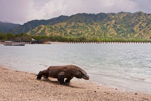 코모도 국립공원(Komodo National Park), 인도네시아의 코모도왕도마뱀