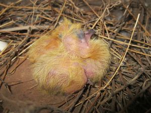 갓 태어난 어린 비둘기 새끼 두 마리. 아마도 몇 시간 정도 되었을 것이다. 집비둘기는 눈이 멀고, 움직이지 못하며, 솜털로 덮여 있는 상태로 부화한다.
