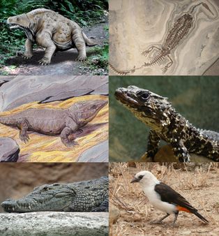 위에서 시계 방향으로: [[파레이아사우루스]](멸종된 [[파레이아사우루스과]](Pareiasauridae) [[파충형류]]), [[메소사우루스]](멸종된 [[메소사우루스과]](Mesosauridae) 파충형류), [[스마우그 브레예리]](도마뱀), [[디네멜리아 디네멜리]](흰뺨물새), [[나일악어]], [[라비도사우리고스]](멸종된 [[캡토리니드과]](Captorhinidae) 진정파충류)