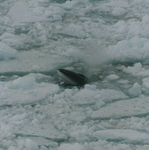 로스해(Ross Sea)에서 촬영된 개체
