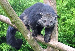 빈투롱(Binturong