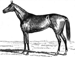 마티니-헨리, 1883년 멜버른컵 우승자