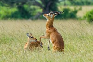 퀸 엘리자베스 국립공원에서 암컷을 유혹하려는 수컷 우간다 코브