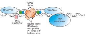 정지된 RNA 중합효소와 TOP2B에 의해 유도된 이중나선 절단이 있는 전사 시작 부위의 프로모터 내 조절 서열