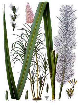 사탕수수(Saccharum officinarum)