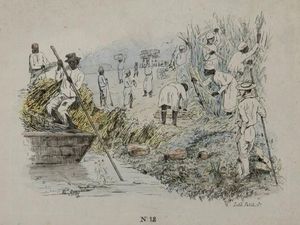 테오도어 브레이가 그린 19세기 석판화로 사탕수수 농장을 보여준다. 오른쪽에는 유럽 감독관인 "백인 관리"가 있다. 노예 노동자들이 수확하는 동안 일하고 있다. 왼쪽에는 사탕수수 운송을 위한 평저선이 있다.