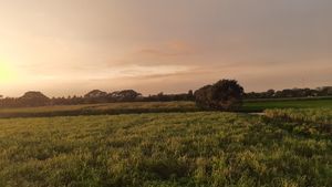 방글라데시 사탕수수 농장