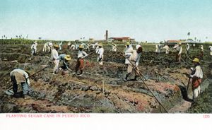 푸에르토리코 사탕수수 재배