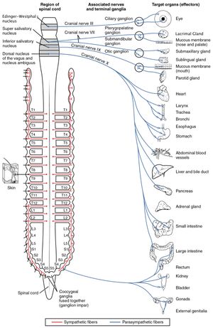 부교감 신경계의 구성 요소와 연결