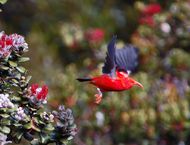 하와이를 대표하는 새, 베니하와이ミツスイ(이위)