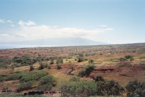 카호올라웨 섬의 식물