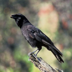 알랄라(Corvus hawaiiensis) 또는 하와이 까마귀