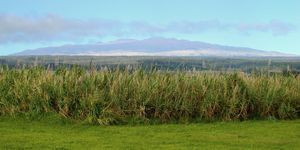 히로 근처 사들로드에서 본 마우나케아