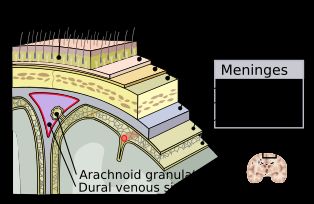 [[중추신경계]]의 [[뇌척수막]]