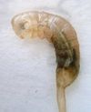 꼬리치레 유충(rat-tailed maggot)은 인기 있는 낚시 미끼이다